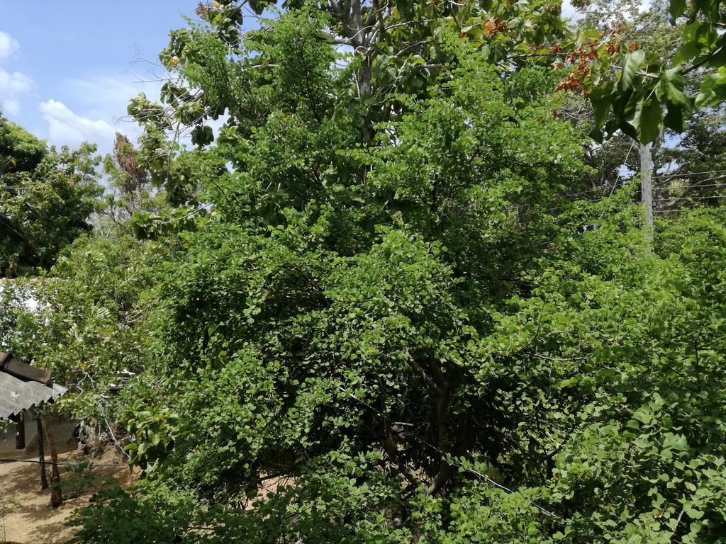 Sigiri Forest View Sigiriya Buitenkant foto